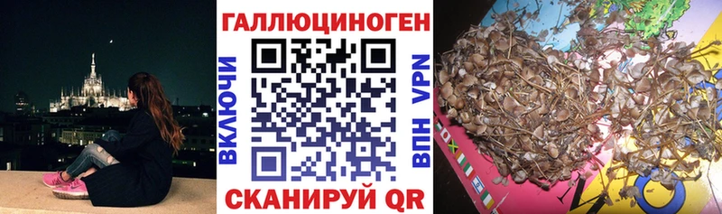 сколько стоит  Поронайск  Псилоцибиновые грибы Cubensis 